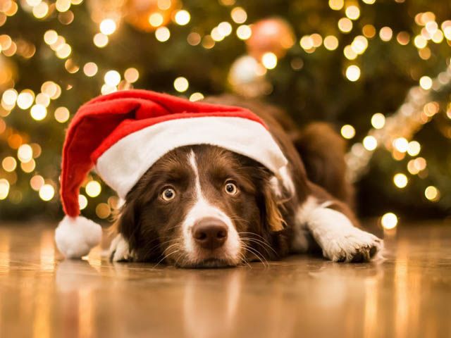 Новогодние ништяки:)