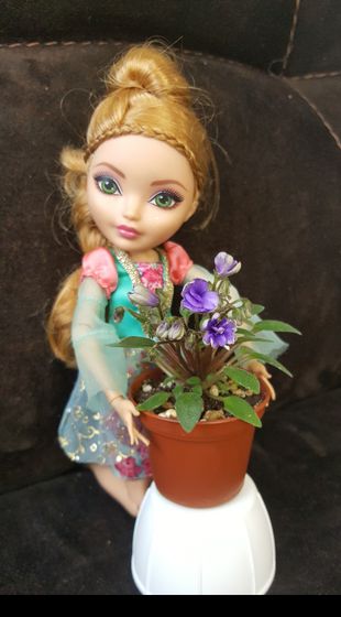 Моя фиалкомания💞