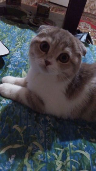 Кошка