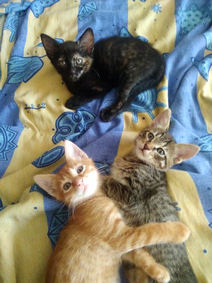 Кому нужны котятки ?