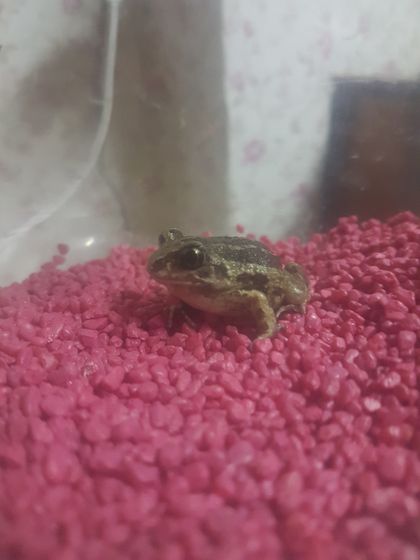 Жабка🐸