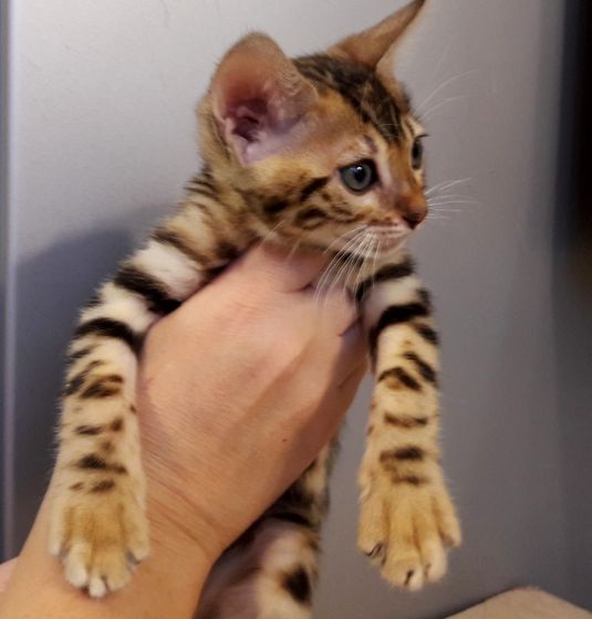 Бенгальский котенок