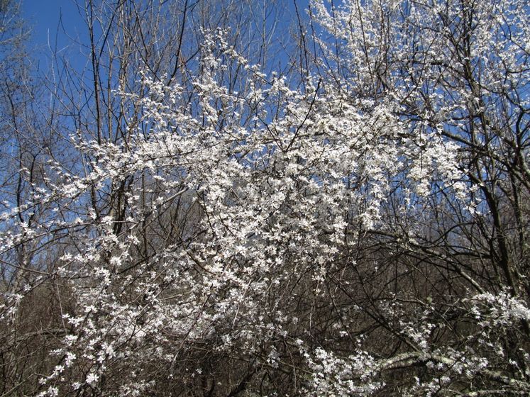 Красоты предгорья (ст. Переправная)