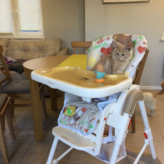 Стульчик для кормления BabyCare . Нужен ли такой атрибут или это пустая трата денег , читайте подробнее в данной статье .