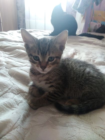 Отдам котят в добрые руки срочно!