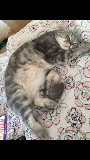 Отдала кота теперь жалею 😿