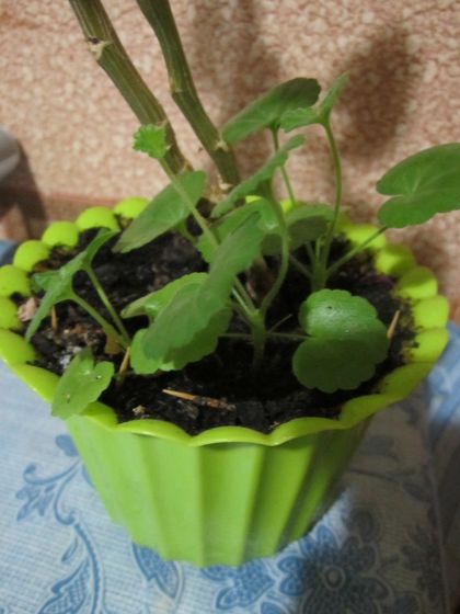 Мои гераньки