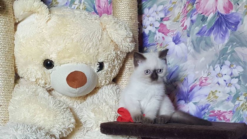 У нас пополнение ))