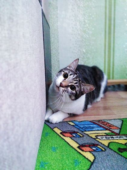 Пушистика в ленту🐱