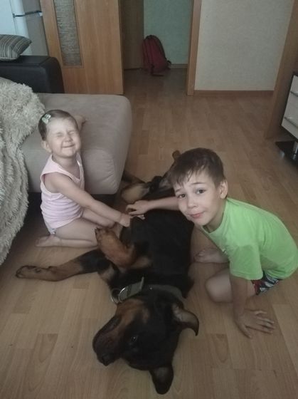 Дети и крупные собаки