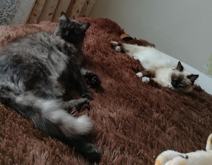 Давно о котэ не разговаривали. Поговорим?