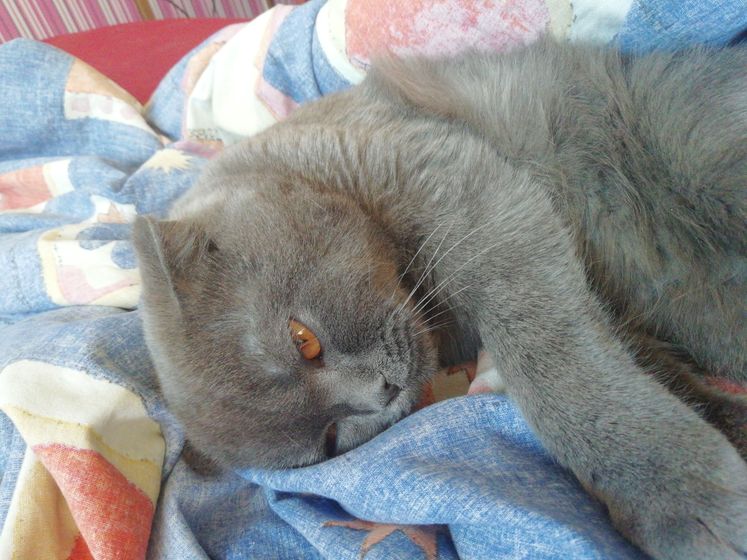Скажите пожалуйста, похож он