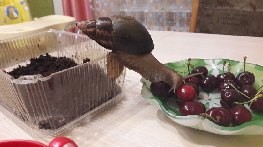 Ошибалась Я.