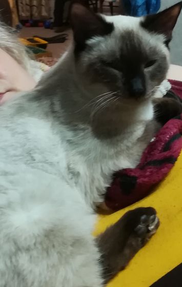 Давно о котэ не разговаривали. Поговорим?