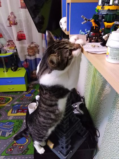 Кото - инспекция