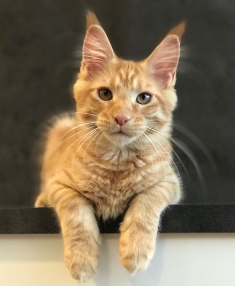 Адаптация котенка