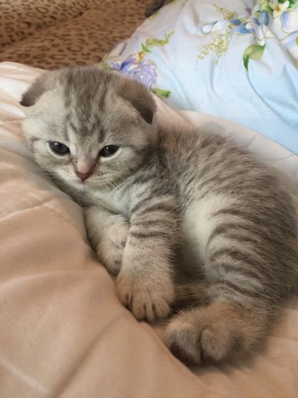 Подарили нам кошечку😍