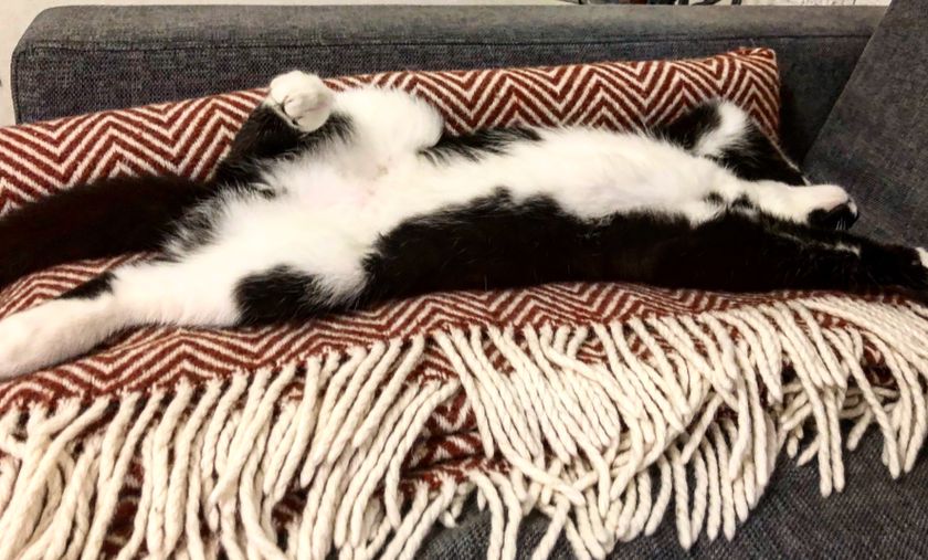 котик