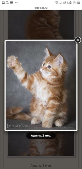 Котятки