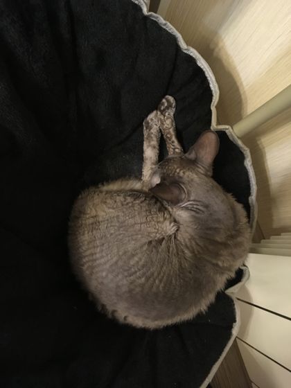Драцена и кошка