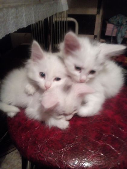 Котята. Кузнецк