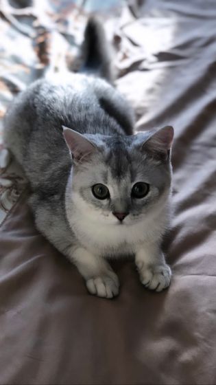Кот Джеки