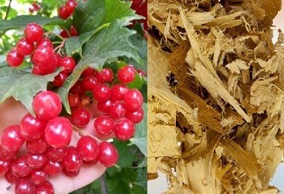 Корень шелковицы с ягодами калины: Народная медицина
