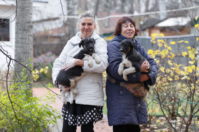 Очаровательные щенки ищут хозяина.