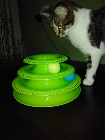 Про моего котейку)))) для сообщества