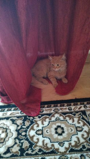 Привел наш котэ, домой