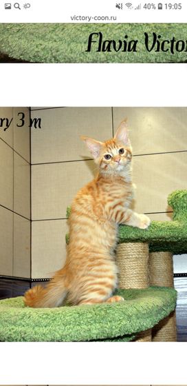 Кошечки