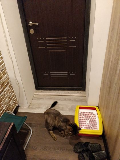 Лоток