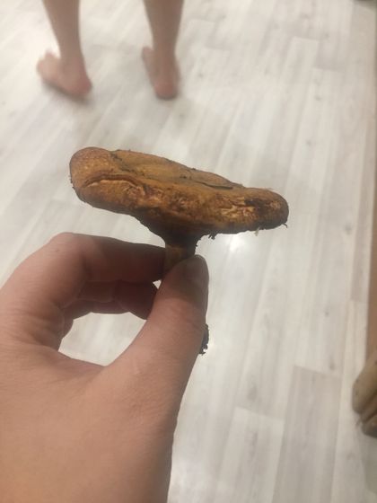 Вы знаете что это за грибы?