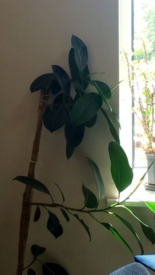 🌿А наш задохлый фикус🌿