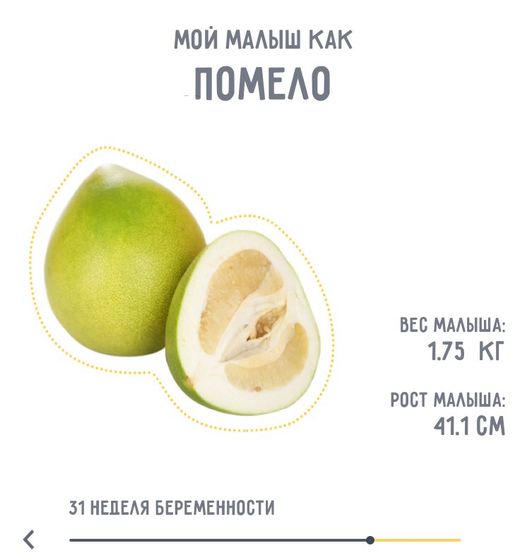 31 неделя