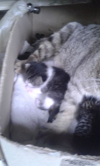 Кошка))