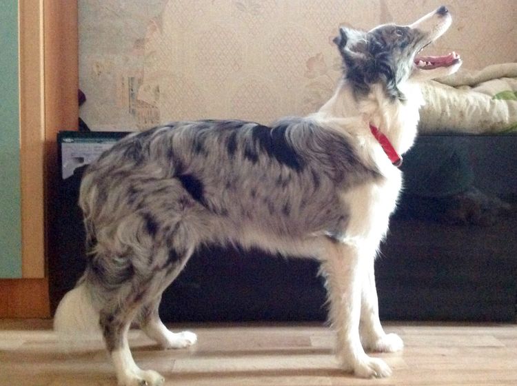 Совет-совет)