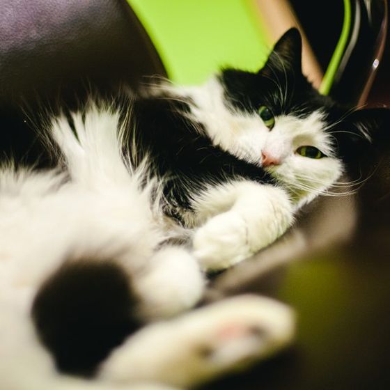 Помощь с котами