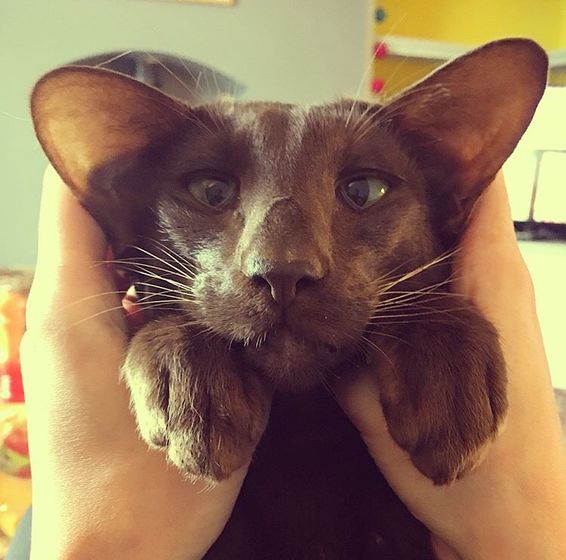 Котофеи🐱🐱🐱