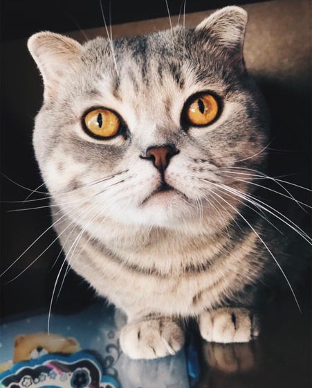 Про кота ?