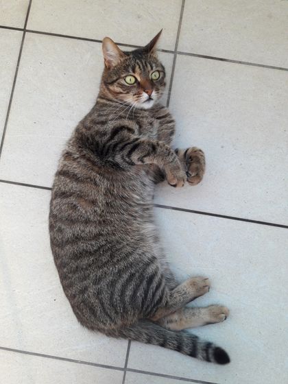 Кот