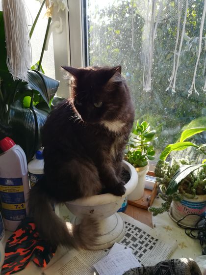 Давно о котэ не разговаривали. Поговорим?