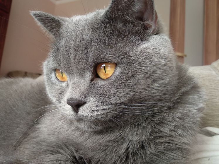 Кот😾