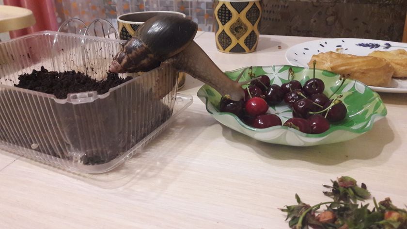 Ошибалась Я.