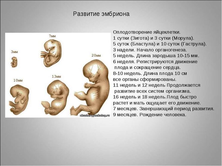 Как развивается будущий ребенок?