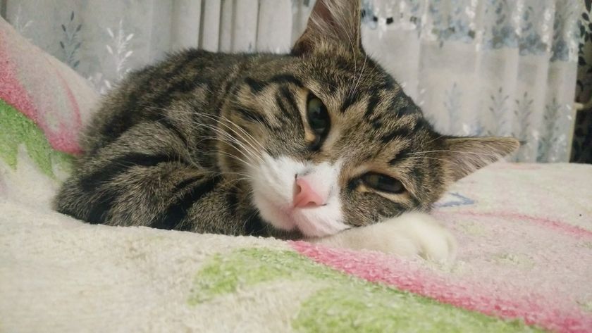 Кошачий вопрос