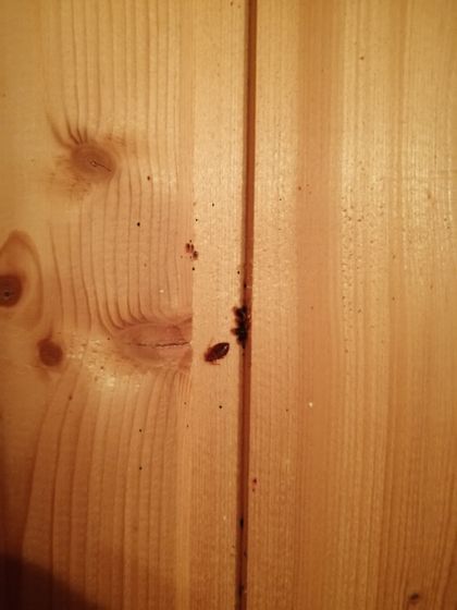 Кто там хотел посмотреть на постельных клопов?))