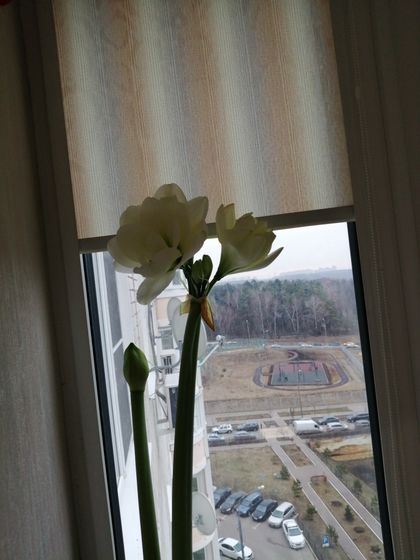 К посту про цветочек
