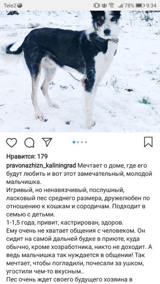 Сколько кормить в день собаку на улице?