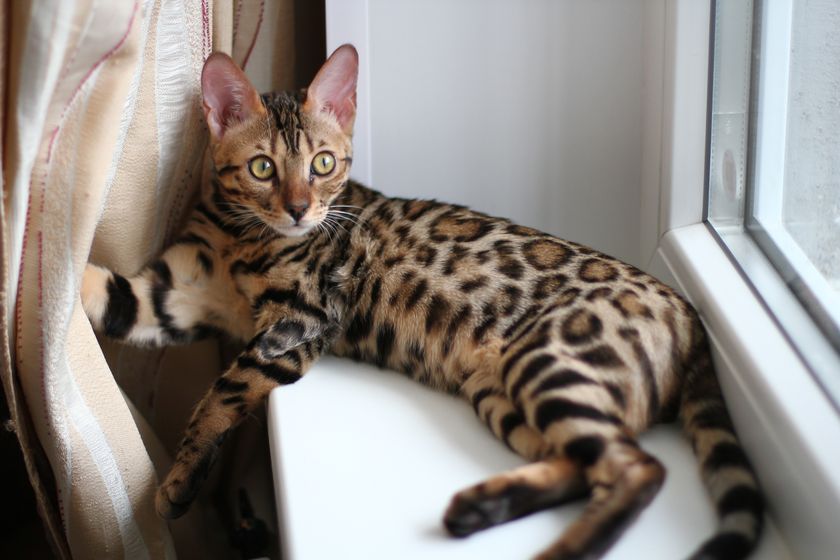 Бенгальский котенок